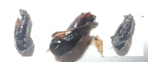 Réf. 268 274 : Geotrupes spiniger